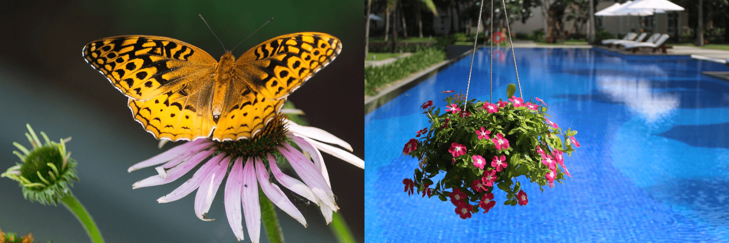 How to Merge Two Pictures Effortlessly with MergePictures.net (Free & No Watermark)
